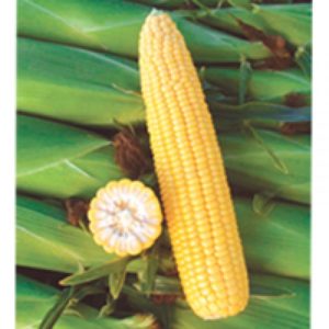 Basin R F1 kukorica